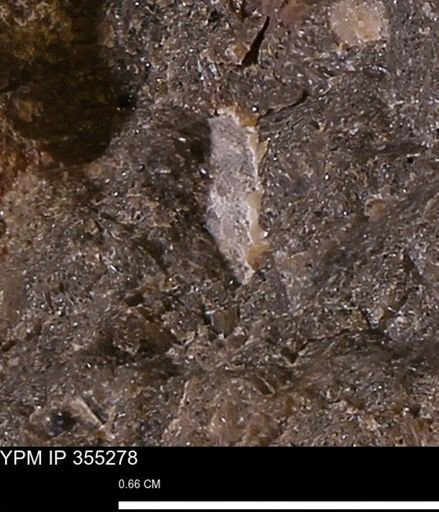 undet. Mollusca