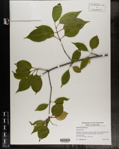 Plantae
