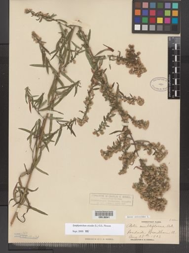 Symphyotrichum ericoides