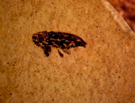 undet. Curculionidae