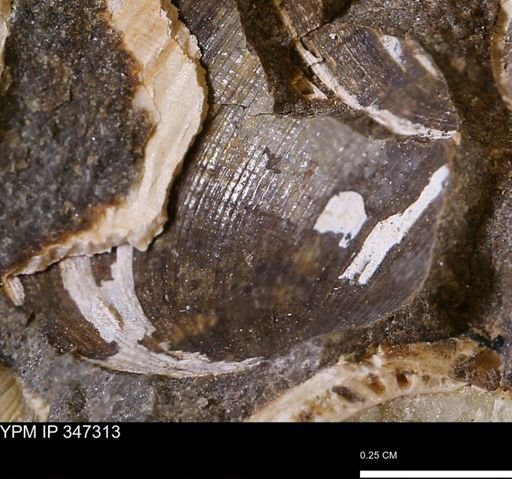 Limopsis striatopunctatus