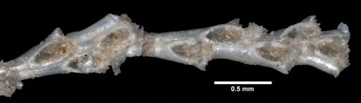 Tricellaria gracilis