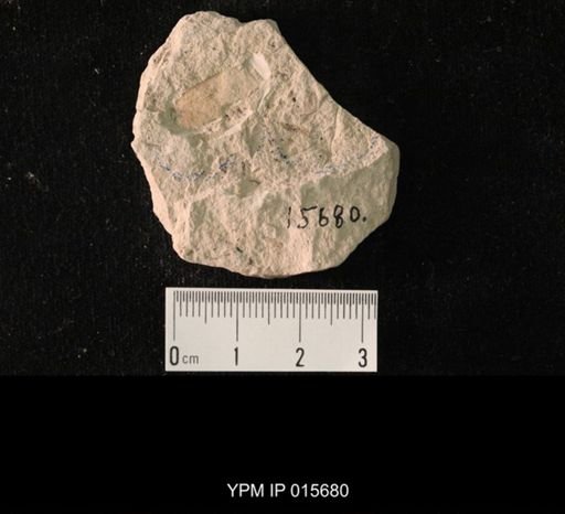 Permoblattina permiana