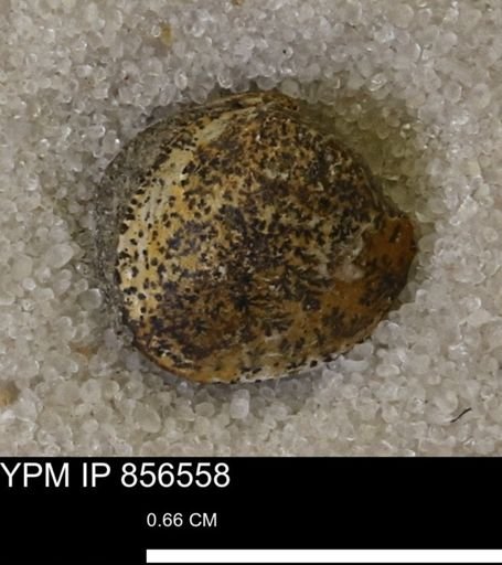 Limopsis striatopunctatus