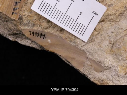 Inoceramus labiatus