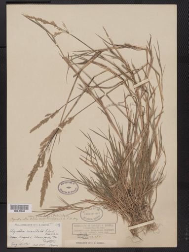 Agrostis alba