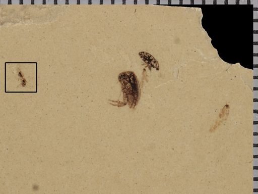 undet. Insecta