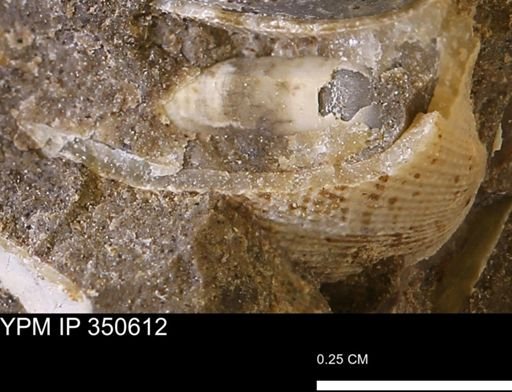 Parallelodon (Cosmetodon) sp.