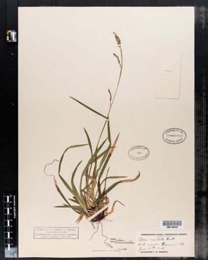 Carex arctata