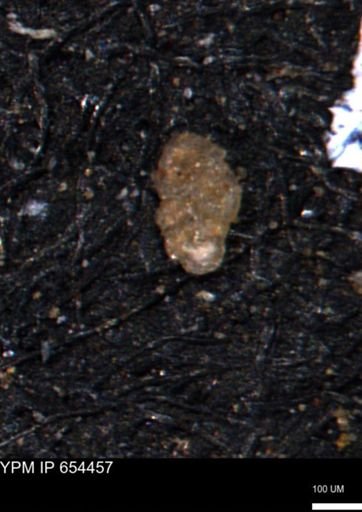Bimonilina variana