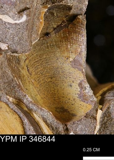 Limopsis striatopunctatus