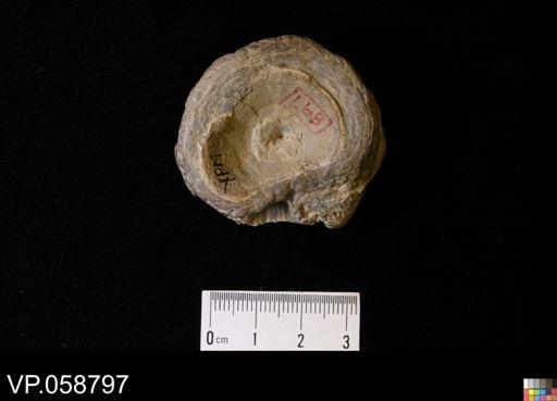 undet. Actinopterygii