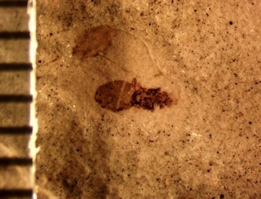 Hemiptera?