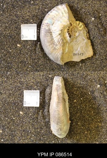 Hoploscaphites comprimus