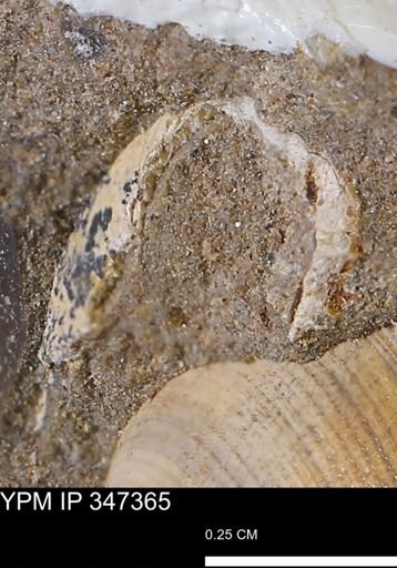 undet. Bivalvia