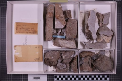 mixed taxa, stratigraphic collection