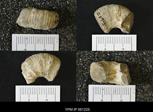 Scaphites sp.