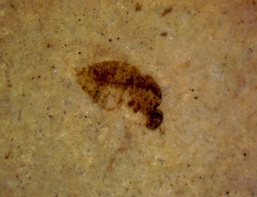 Diptera?