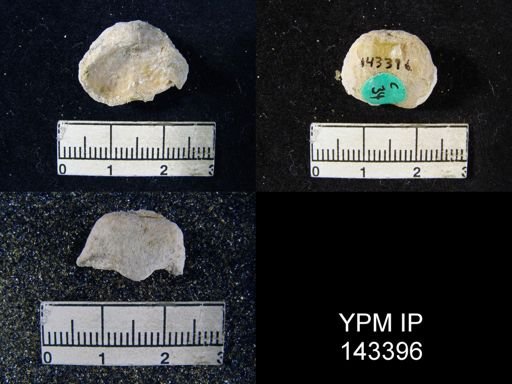 Marginifera typica