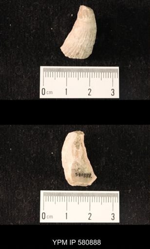Conchidium sp.