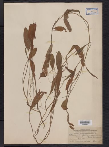 Potamogeton fluitans