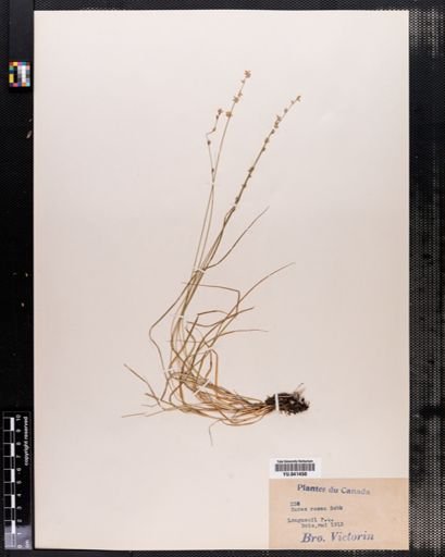 Carex rosea