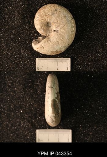 Hoploscaphites nicolletii
