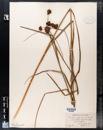 Scirpus cyperinus