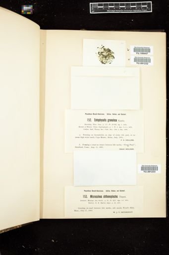 Entophysalis granulosa