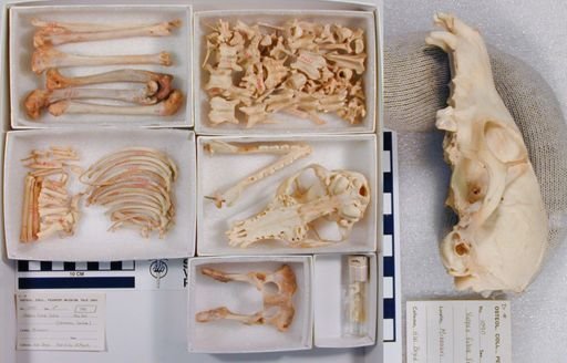 Vulpes vulpes