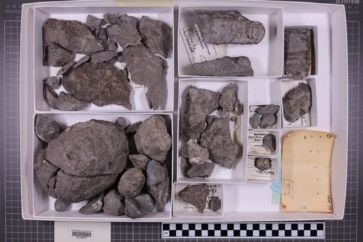 mixed taxa, stratigraphic collection