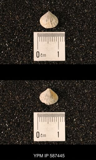 Camarotoechia whitei