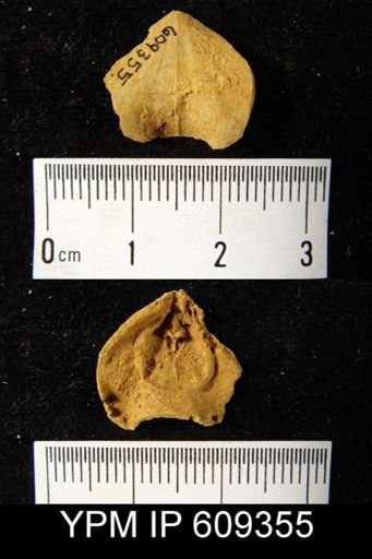 Eatonia peculiaris