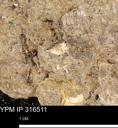 undet. Mollusca