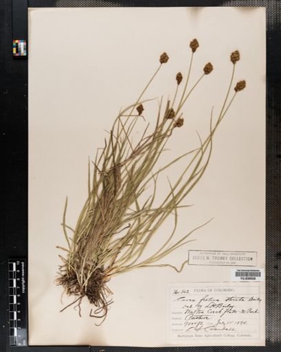 Carex