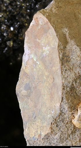 undet. Ammonoidea