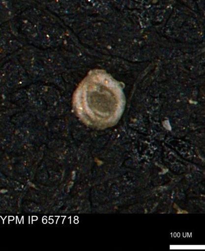 Spirolocammina subcircularis