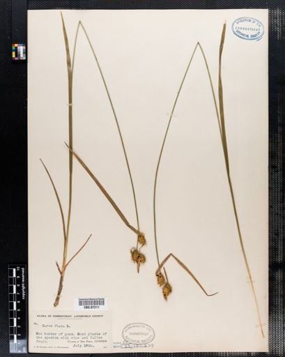 Carex flava