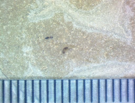 undet. Hexapoda