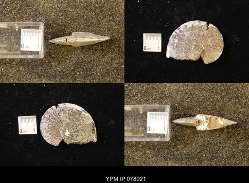 undet. Sphenodiscidae