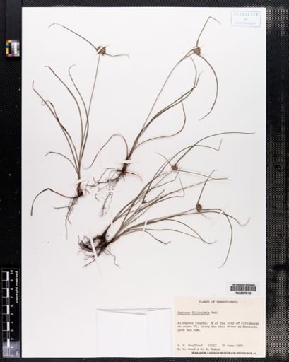Cyperus filiculmis