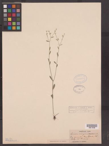 Linum virginianum