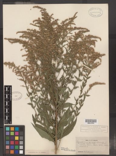 Solidago canadensis var. hargeri
