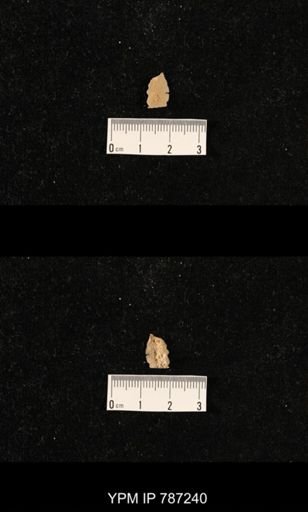 taxon undetermined