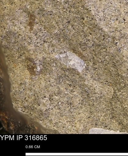 undet. Mollusca