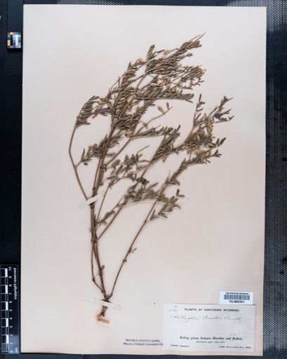 Astragalus
