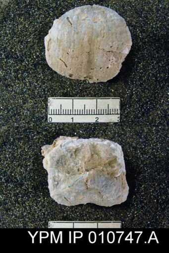 Productus schucherti