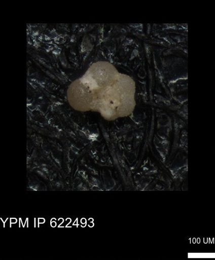 Rugoglobigerinidae?