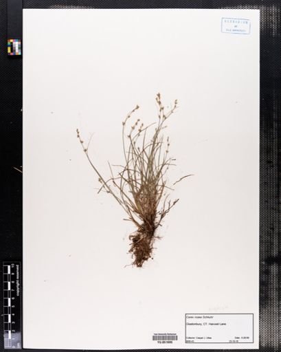 Carex rosea