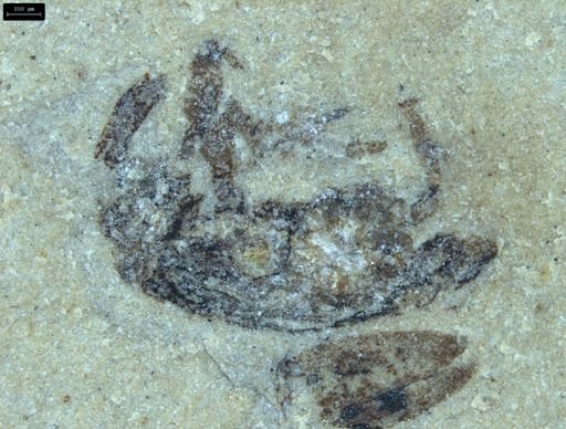 undet. Curculionidae